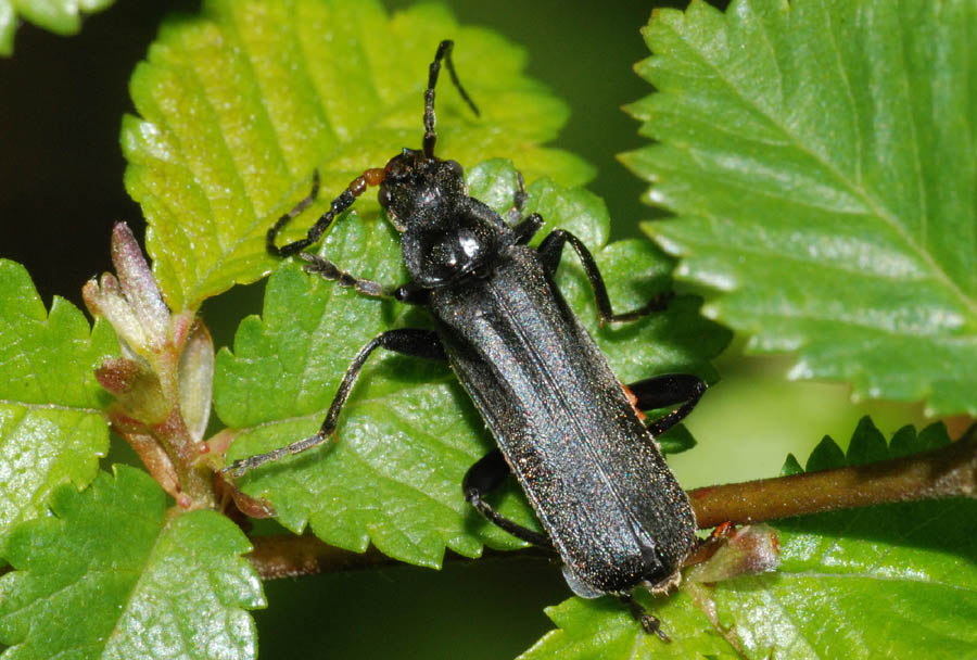 Cantharidae: Cantharis gr. tristis